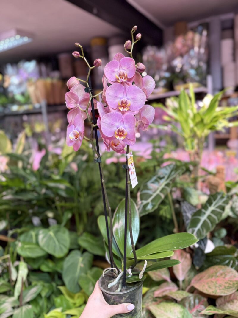 Phalaenopsis KC Honey Peach | Storczyk