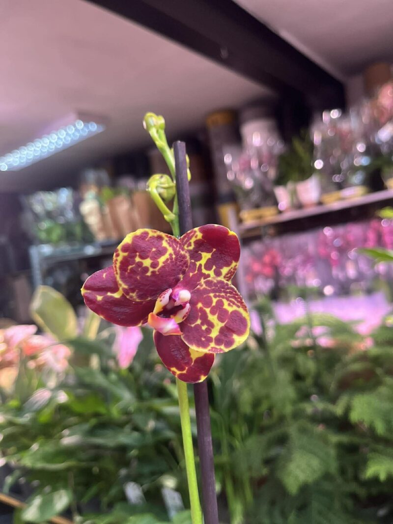 Phalaenopsis GW Green World ‘Snakeskin | Storczyk Phalaenopsis GW Green World ‘Snakeskin | Storczyk