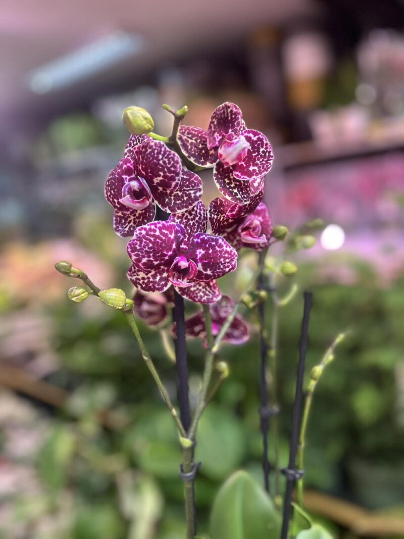 Phalaenopsis Wildcat | Storczyk Phalaenopsis Wildcat | Storczyk