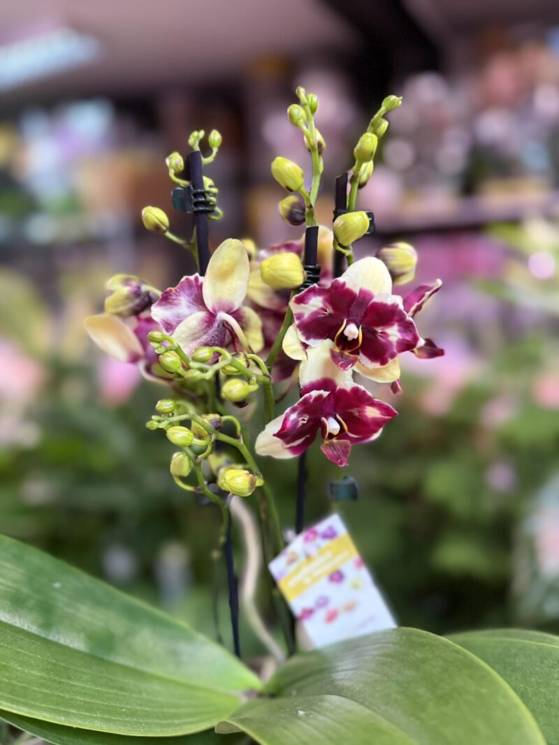 Phalaenopsis ‘Catania’ peloric butterfly | Storczyk