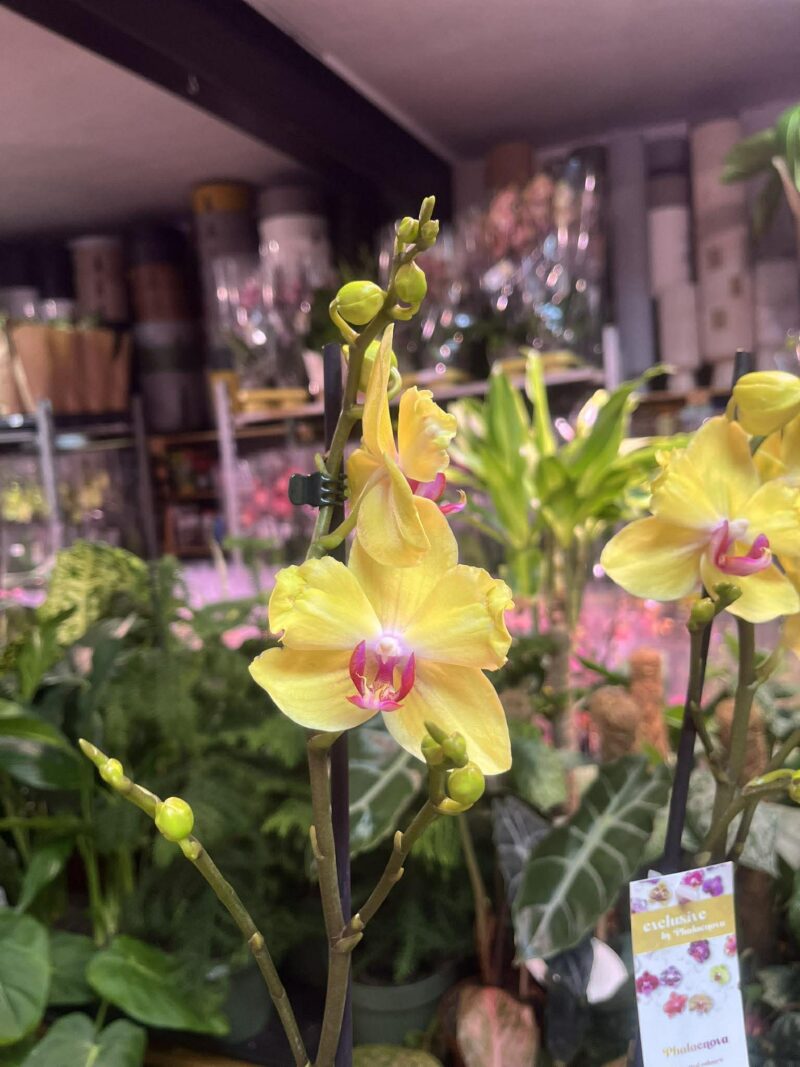 Phalaenopsis Modena | Storczyk