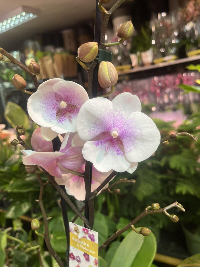 phalaenopsis queen kiss | Storczyk phalaenopsis queen kiss | Storczyk