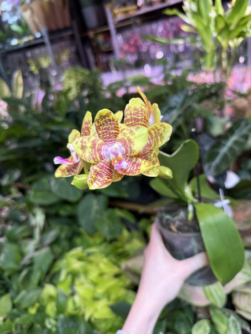 Phalaenopsis Orchid World (FS) | Storczyk pachnacy Phalaenopsis Orchid World (FS) | Storczyk pachnacy