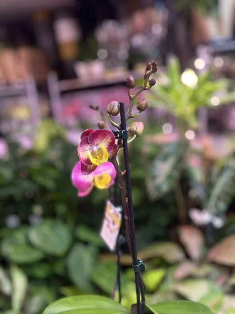 Phalaenopsis Limited 04 | Storczyk Phalaenopsis Limited 04 | Storczyk