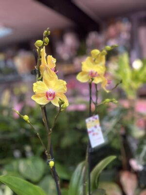 Phalaenopsis Modena | Storczyk