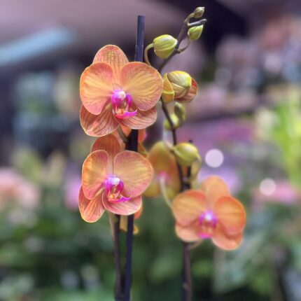 Phalaenopsis Bologna | Storczyk przekwitnięty