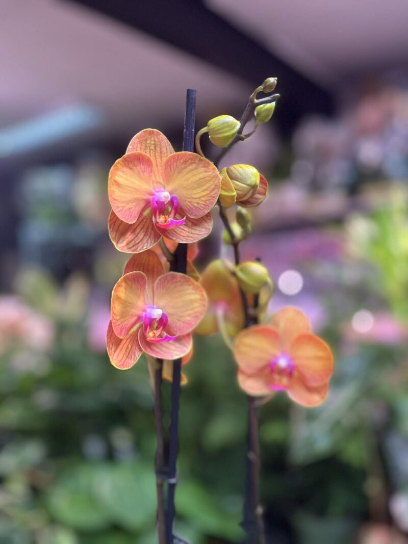 Phalaenopsis Bologna | Storczyk przekwitnięty
