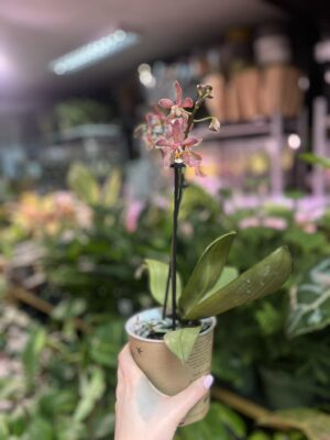 Phalaenopsis Spider Brown | Storczyk