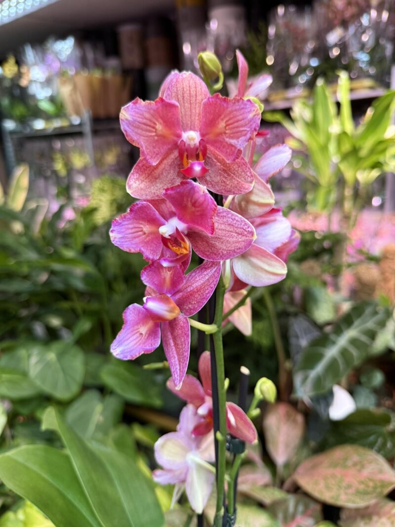 Phalaenopsis Alice Butterfly | Storczyk Phalaenopsis Alice Butterfly | Storczyk