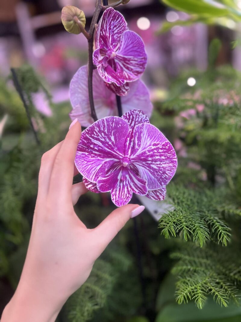 Phalaenopsis Allura Picasso | Storczyk Phalaenopsis Allura Picasso | Storczyk