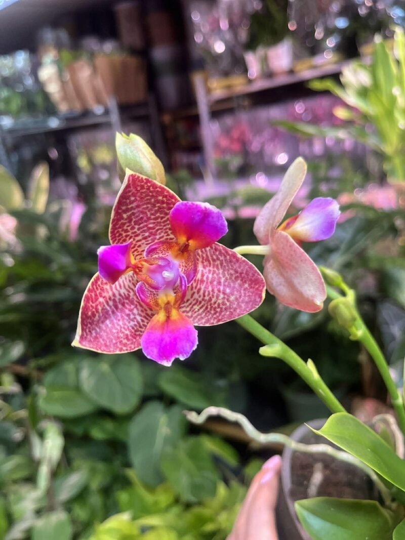 Phalaenopsis Joy Fairy Tale | Storczyk pachnący Phalaenopsis Joy Fairy Tale | Storczyk pachnący