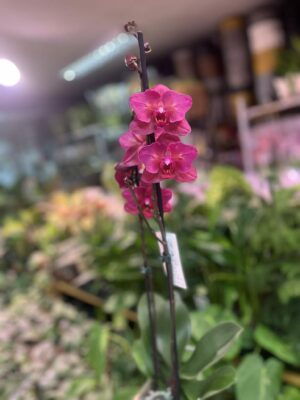 phalaenopsis pavarotti peloric | Storczyk Przekwitający