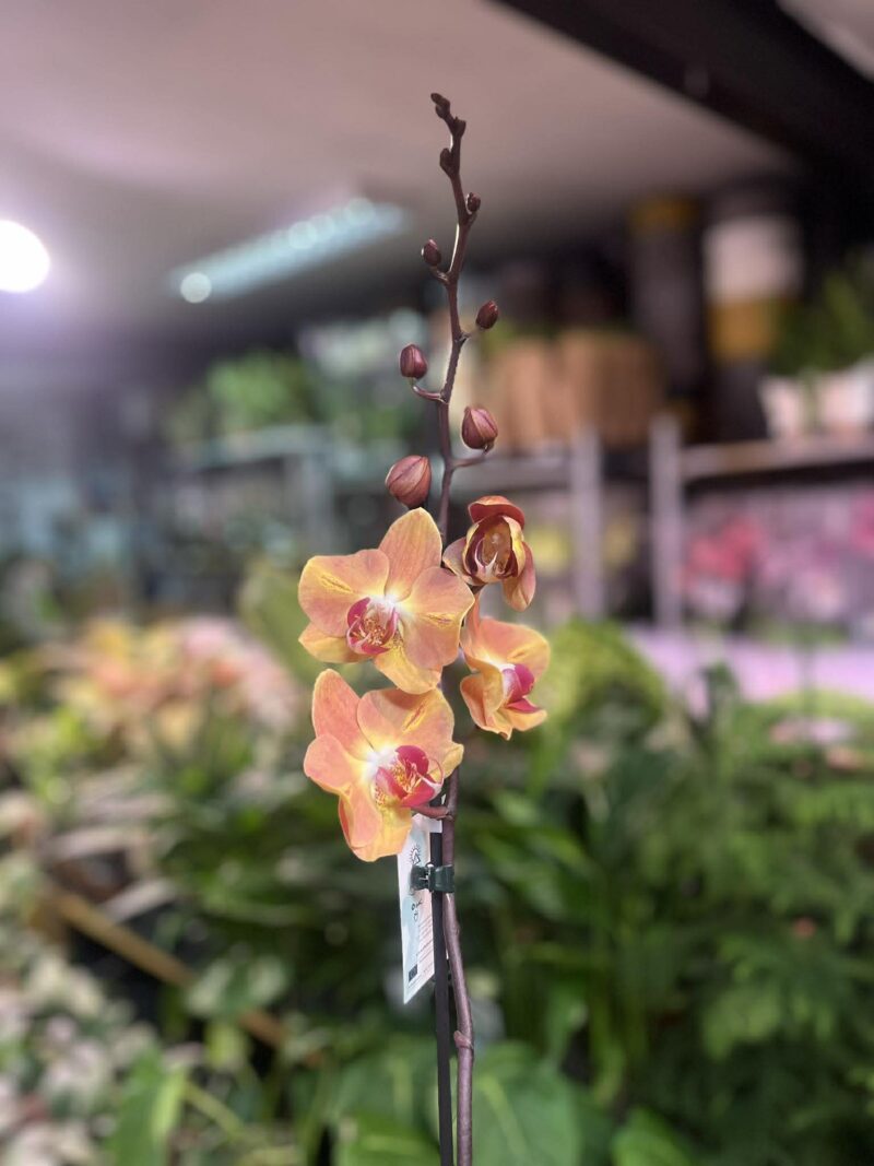 Phalaenopsis Leco Fantastica – orange | Storczyk