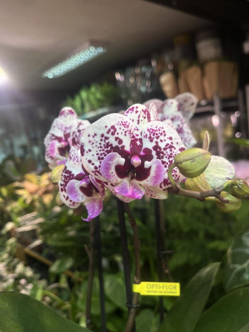 Phalaenopsis Multiflora Exclusivo ‘Athena’ | Storczyk