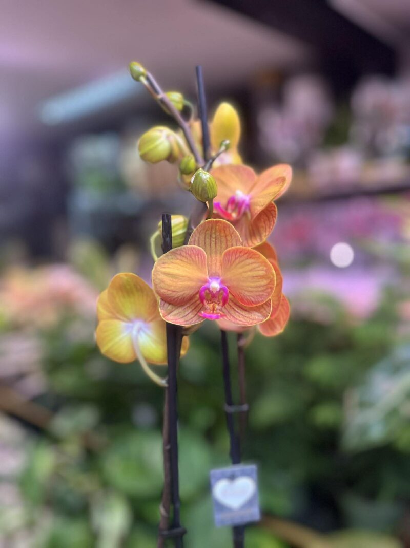 Phalaenopsis Bologna | Storczyk przekwitnięty