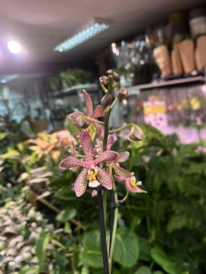 Phalaenopsis Spider Brown | Storczyk