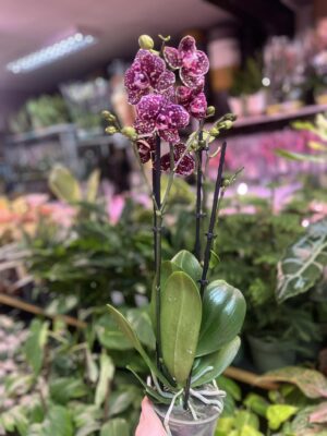 Phalaenopsis Wildcat | Storczyk