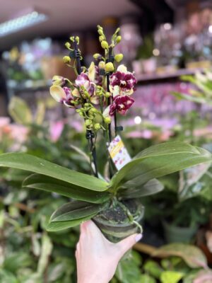 Phalaenopsis ‘Catania’ peloric butterfly | Storczyk
