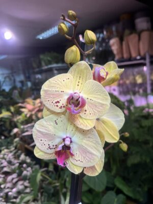 Phalaenopsis Golden Goya | Storczyk bez pączków