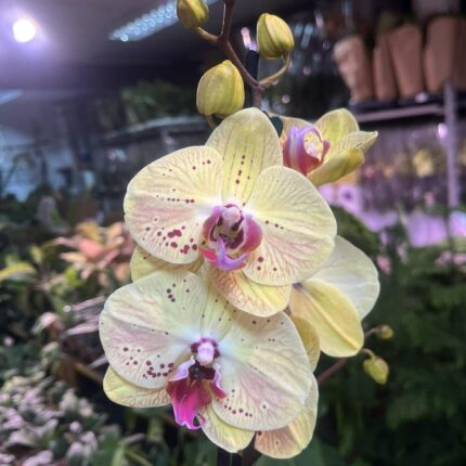 Phalaenopsis Golden Goya | Storczyk bez pączków