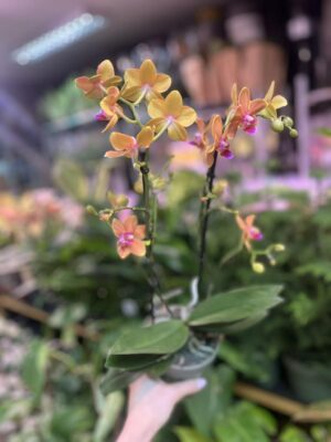 Phalaenopsis Multiflora Exclusivo ‘Paprika’ | Storczyk
