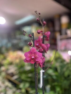 phalaenopsis pavarotti peloric | Storczyk Przekwitający