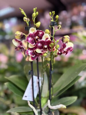 Phalaenopsis ‘Catania’ peloric butterfly | Storczyk