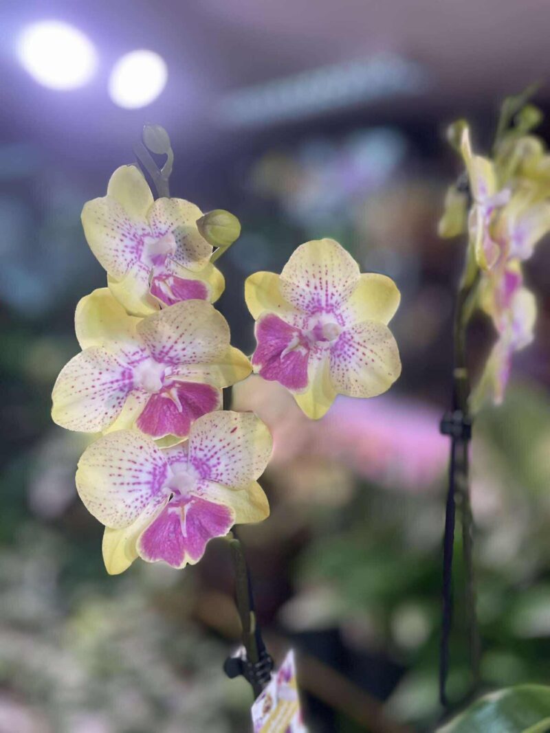 Phalaenopsis Long Pride Kris | Storczyk Phalaenopsis Long Pride Kris | Storczyk