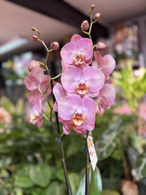 Phalaenopsis KC Honey Peach | Storczyk