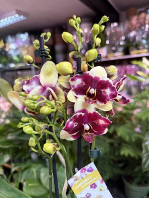 Phalaenopsis ‘Catania’ peloric butterfly | Storczyk