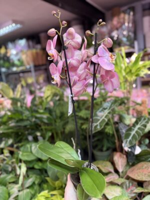 Phalaenopsis KC Honey Peach | Storczyk