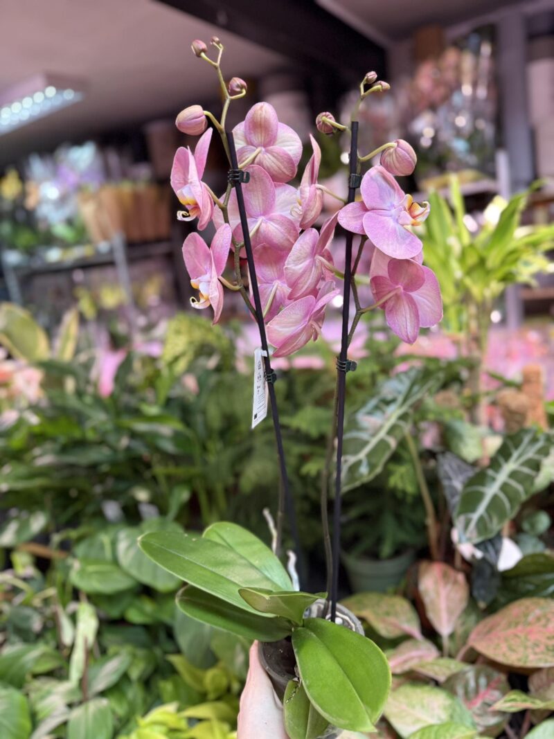 Phalaenopsis KC Honey Peach | Storczyk