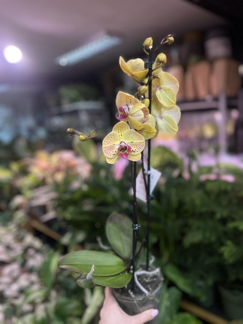 Phalaenopsis Golden Goya | Storczyk bez pączków