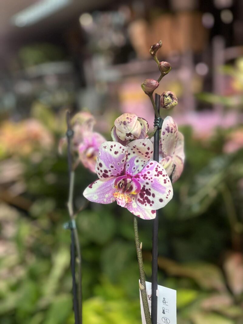 Phalaenopsis Wild Peach | Storczyk Phalaenopsis Wild Peach | Storczyk