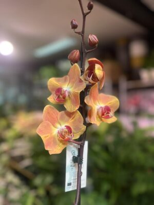 Phalaenopsis Leco Fantastica – orange | Storczyk