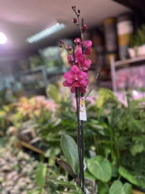 phalaenopsis pavarotti peloric | Storczyk Przekwitający