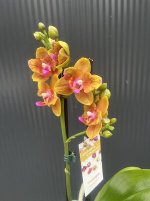 Phalaenopsis Lioulin Orange peloric | Storczyk