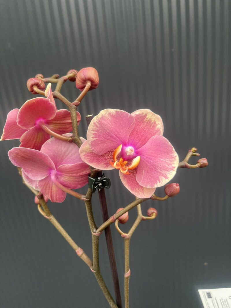 Phalaenopsis Limited – „Pink mutacja” | Storczyk Phalaenopsis Limited – „Pink mutacja” | Storczyk