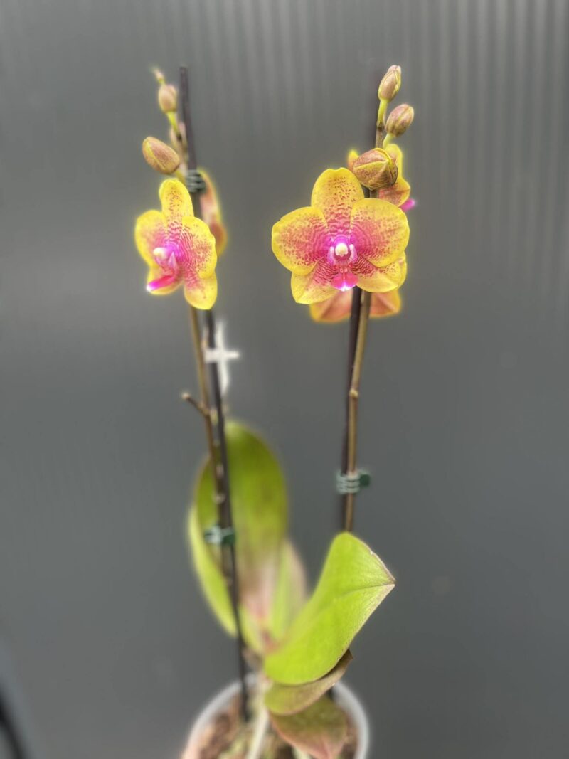 Phalaenopsis Sogo Lawrence x I-Hsin Yellow Wave | Storczyk Phalaenopsis Sogo Lawrence x I-Hsin Yellow Wave | Storczyk