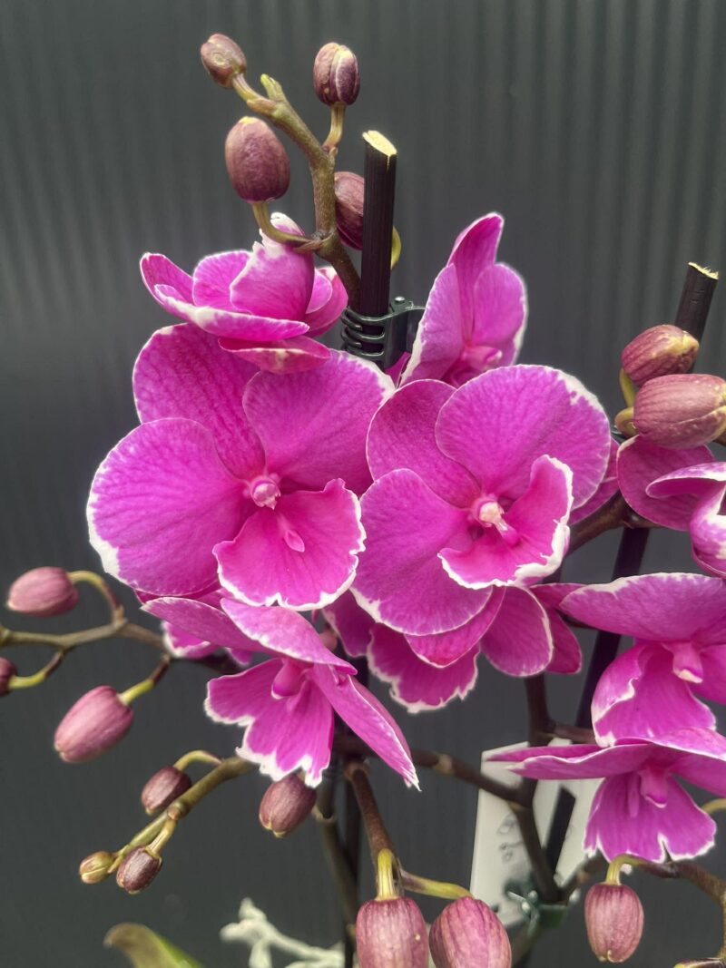 Phalaenopsis Younghome Pinying ‘0792’ Big Lip | Storczyk Phalaenopsis Younghome Pinying ‘0792’ Big Lip | Storczyk