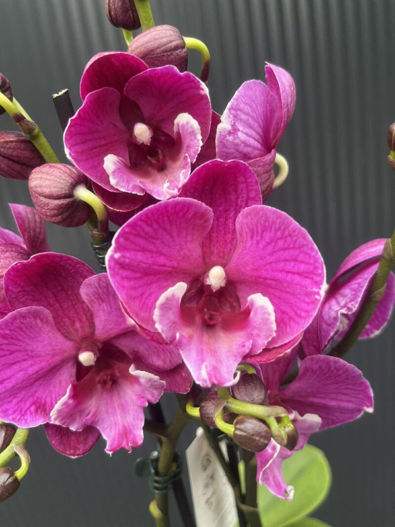 Phalaenopsis Tying Shin Black Bear Big Lip | Storczyk Phalaenopsis Tying Shin Black Bear Big Lip | Storczyk