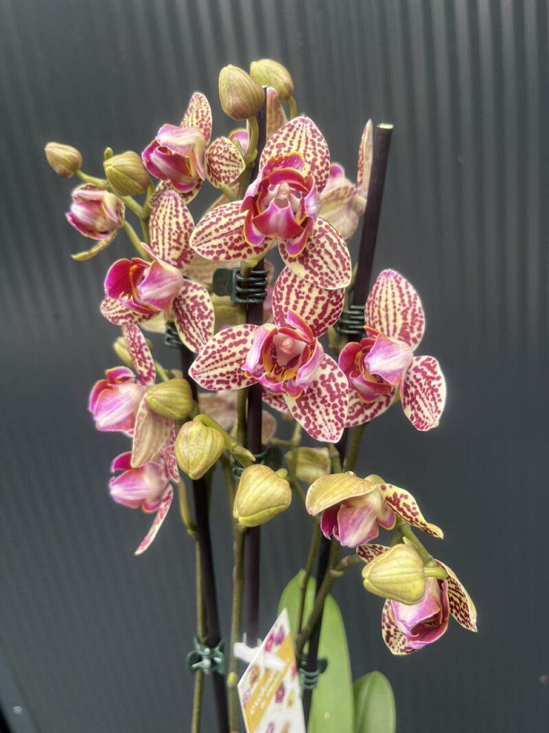 Phalaenopsis Lucky Leopard peloric | Storczyk Phalaenopsis Lucky Leopard peloric | Storczyk