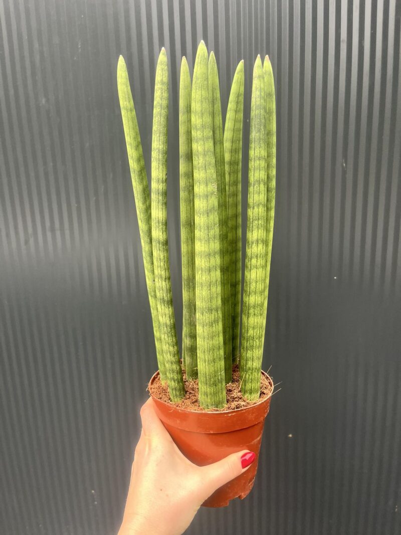 Sansewieria cylindryczna 