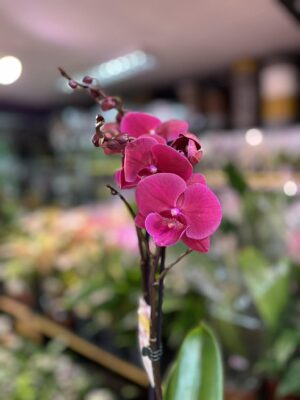 Phalaenopsis Magenta | Storczyk