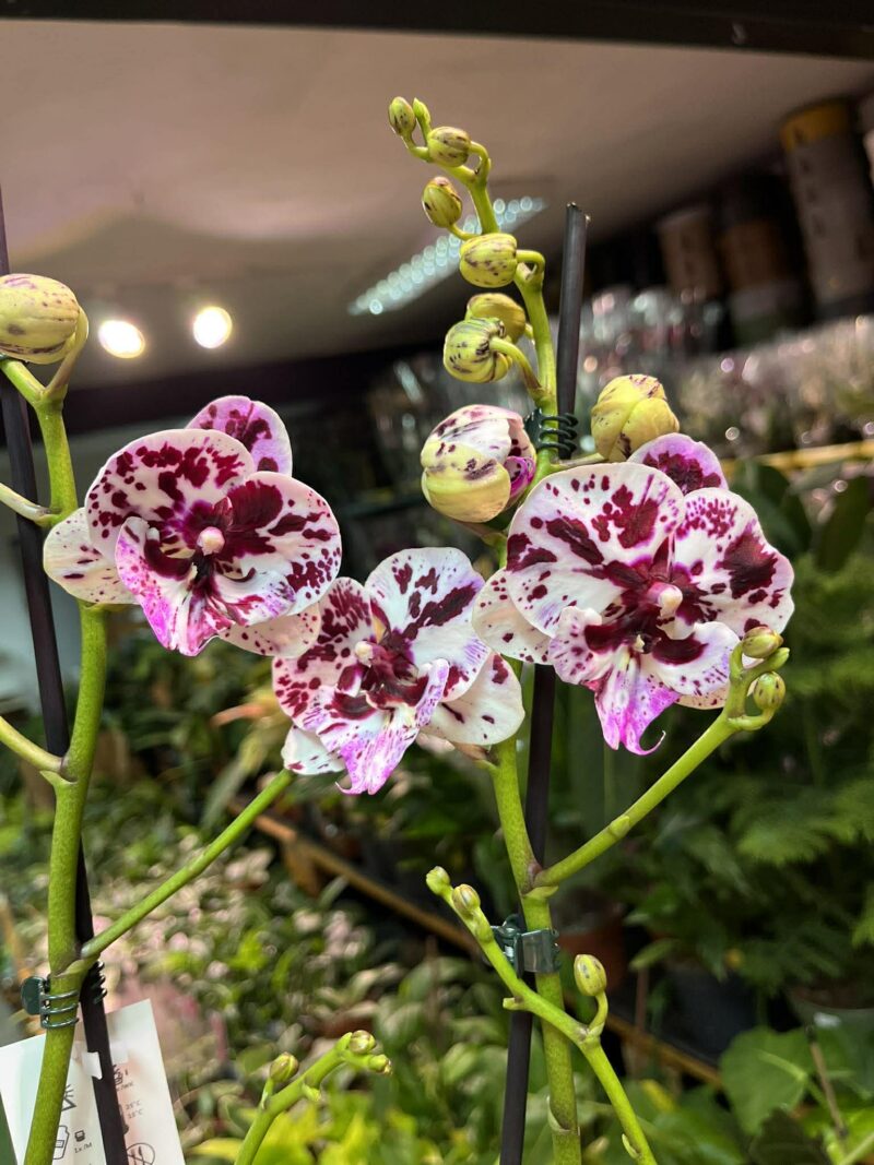 Phalaenopsis ‘Speechless Elegance’ | storczyk Phalaenopsis ‘Speechless Elegance’ | storczyk