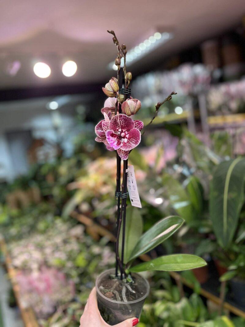 Phalaenopsis Miki Black Witch | Storczyk przekwitnięty