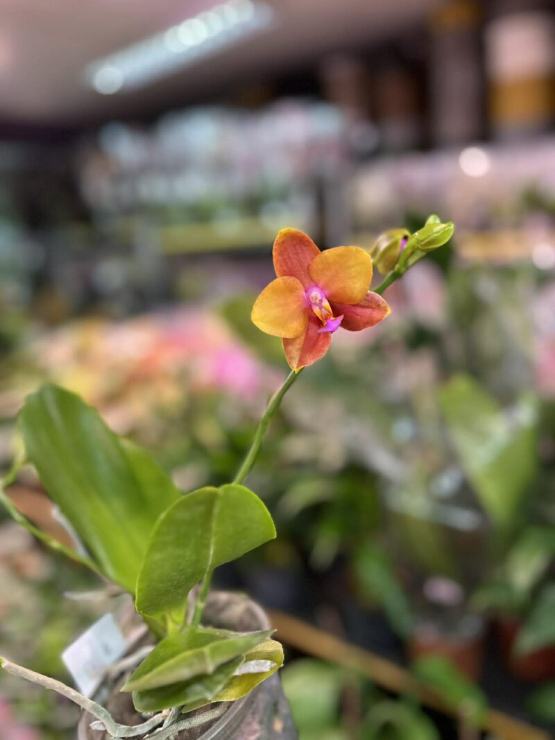 Phalaenopsis Meidarland Chambe | Storczyk Phalaenopsis Meidarland Chambe | Storczyk