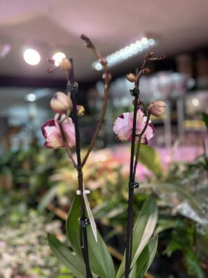 Phalaenopsis Magic Art | Storczyk przekwitnięty