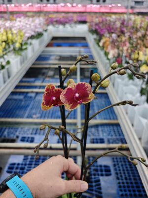 Phalaenopsis Fangmei Sweet ‘1456’ | Storczyk