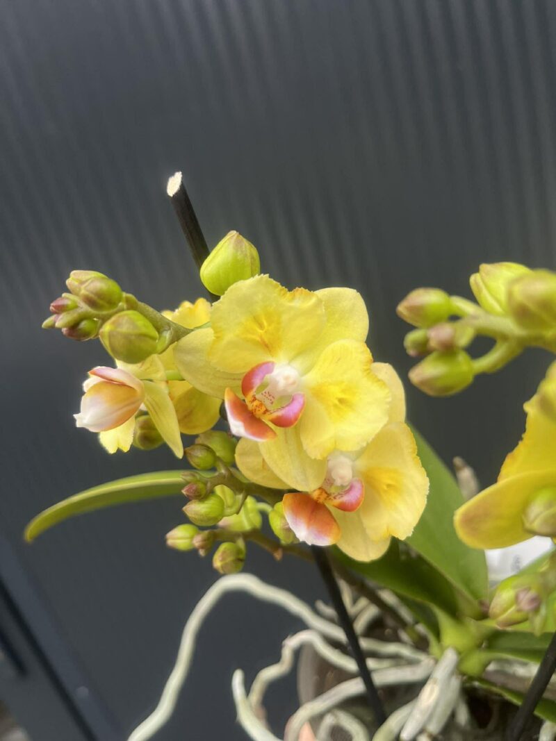 Phalaenopsis yellow peloric | Storczyk Phalaenopsis yellow peloric | Storczyk